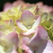 晴天の紫陽花