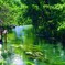 dense forest♪。.:＊・゜