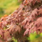 永保寺　季節はずれの紅葉