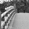和田倉橋のカモメ
