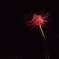 spotlight