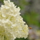 これも紫陽花・・・？