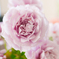ふわふわ花びら