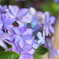 紫陽花