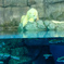 しろくまと魚