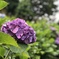 紫陽花
