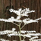 P6203888