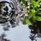 梅雨花弁