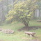 霧の公園