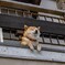 下田の癒し犬