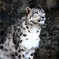 ユキヒョウ