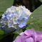 梅雨時期を告げる紫陽花