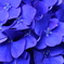 紫陽花