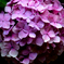 black&purple