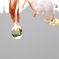 雨上がりの果実