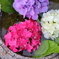 紫陽花