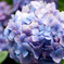 近所に咲く紫陽花