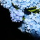 夜の紫陽花