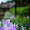 菖蒲