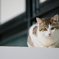 吾輩は猫である、ニャー # 117