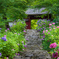 紫陽花参道