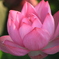 ハスの花(^^)/