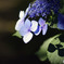 紫陽花