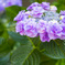 紫陽花