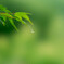 雨上がり