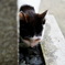 猫の給水場