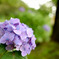 やっぱり紫陽花は…