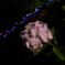 紫陽花のライトアップ