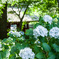 紫陽花寺