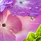 『.*･ﾟHydrangea.ﾟ･*.』