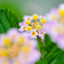 Lantana ランタナ