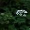 線香花火・・！