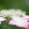 紫陽花4