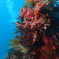 海の生物