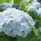 紫陽花