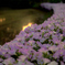 花道