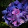 鎌倉紫陽花