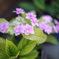 記憶の中で揺れる花