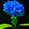 紫陽花