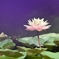 Water lily