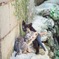 子猫