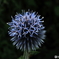 Blue ball