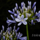 愛の花10