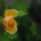英国薔薇