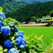 里山の彩り