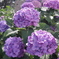 IMGP3973
